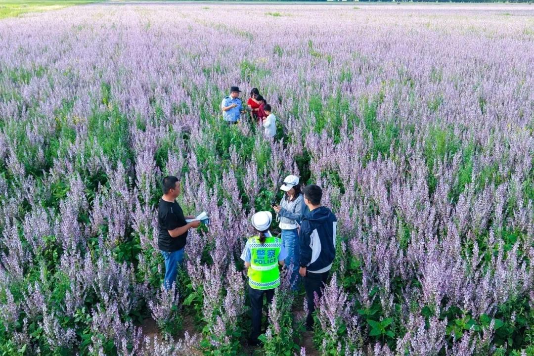 百万亩紫苏花海中，那抹“警察蓝”是最安心的风景。